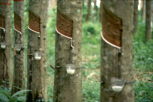 การเมืองไทยเอื้อราคายางโ
